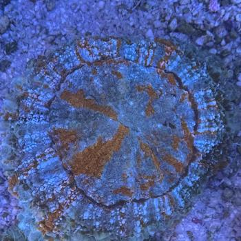 Acanthophyllia deshayesiana - Green Warpaint - WYSIWYG 5